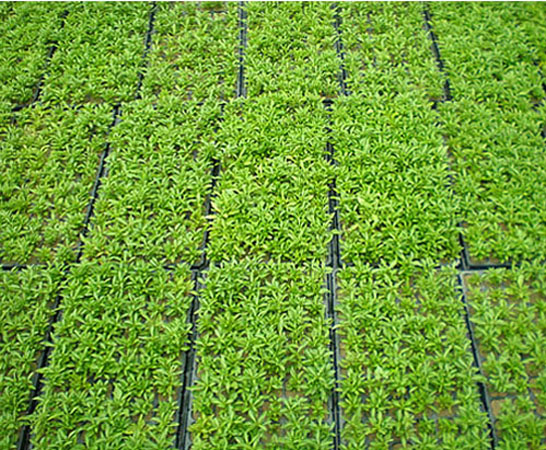 金葉佛甲草屋頂綠化？佛甲草怎么種植好？【圖】