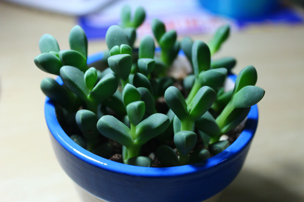 鹿角海棠怎么養(yǎng)殖？鹿角海棠怎么繁殖？【圖】