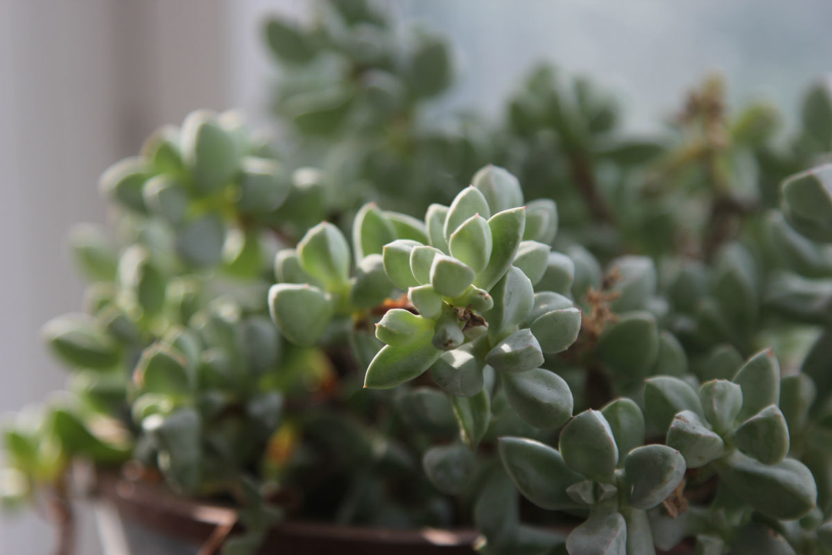 鹿角海棠怎么養(yǎng)殖？鹿角海棠怎么繁殖？【圖】