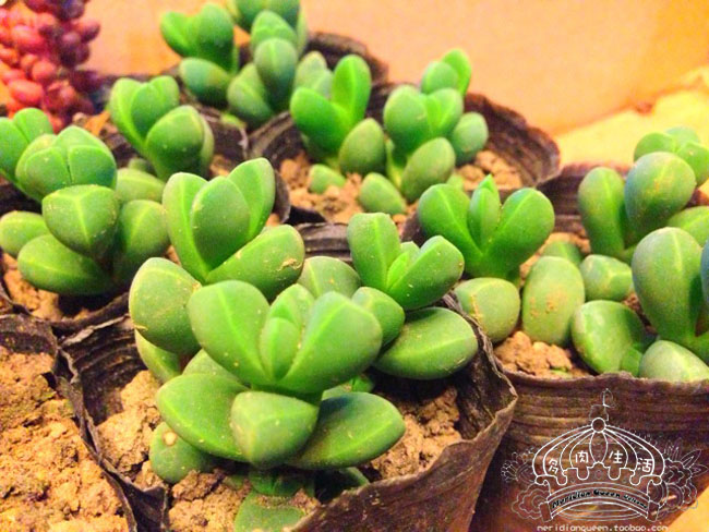 鹿角海棠怎么養(yǎng)殖？鹿角海棠怎么繁殖？【圖】