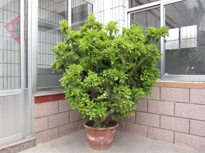 麒麟掌的養(yǎng)殖方法和注意事項？麒麟掌的生長速度【圖】