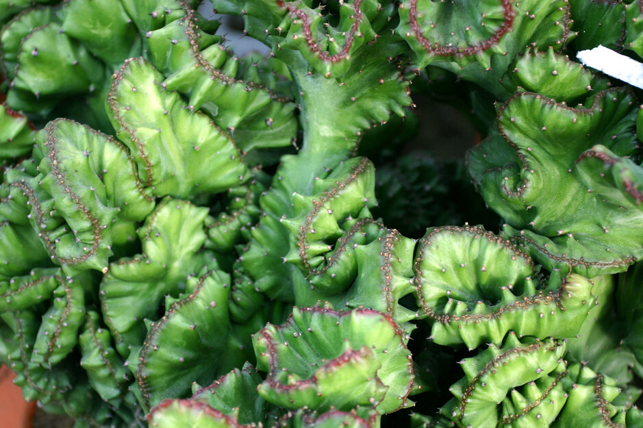 麒麟掌的養(yǎng)殖方法和注意事項？麒麟掌的生長速度【圖】