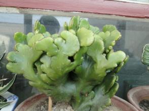 麒麟掌的養(yǎng)殖方法和注意事項？麒麟掌的生長速度【圖】