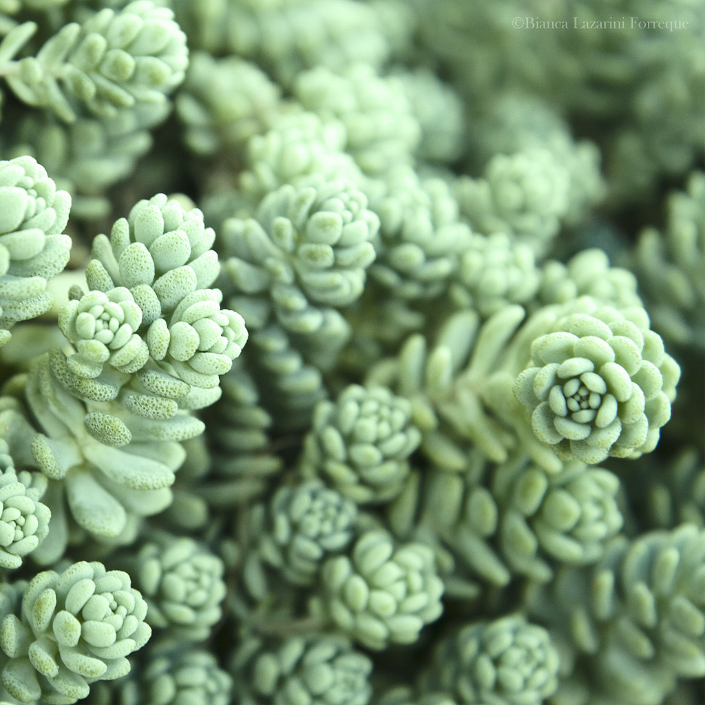 姬星美人怎么養(yǎng)才爆盆？姬星美人養(yǎng)殖方法【圖】