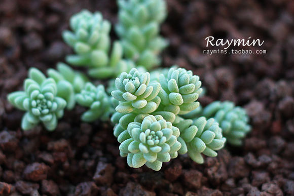 姬星美人怎么養(yǎng)才爆盆？姬星美人養(yǎng)殖方法【圖】