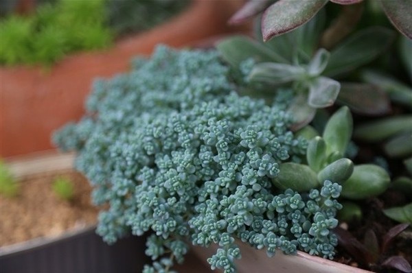 姬星美人怎么養(yǎng)才爆盆？姬星美人養(yǎng)殖方法【圖】