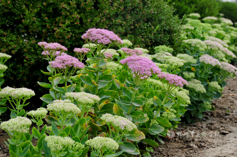 八寶景天價格行情，八寶景天的養(yǎng)殖方法【圖】