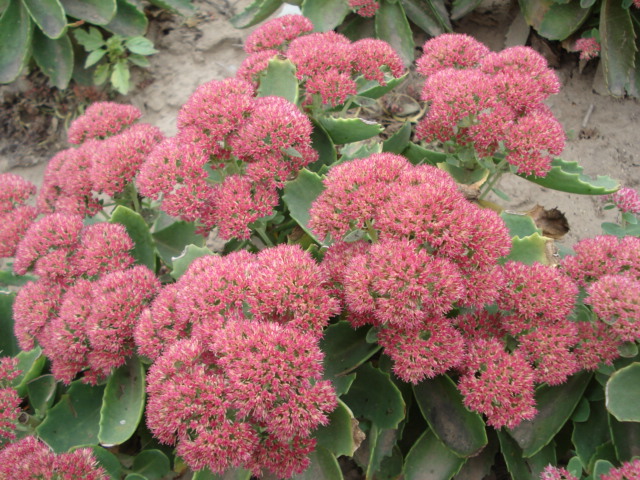 八寶景天價格行情，八寶景天的養(yǎng)殖方法【圖】