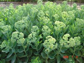 八寶景天價格行情，八寶景天的養(yǎng)殖方法【圖】