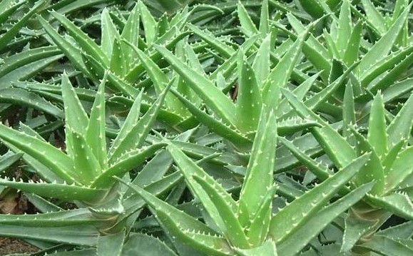 不夜城蘆薈的養(yǎng)殖方法？不夜城蘆薈的作用與功效？【圖】