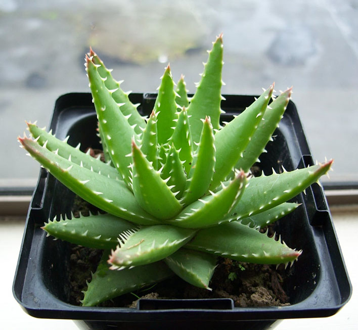 不夜城蘆薈的養(yǎng)殖方法？不夜城蘆薈的作用與功效？【圖】