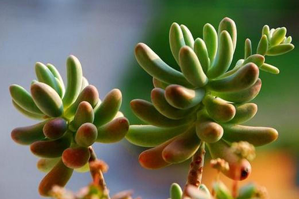 八千代和乙女心的區(qū)別？八千代怎么養(yǎng)殖？【圖】