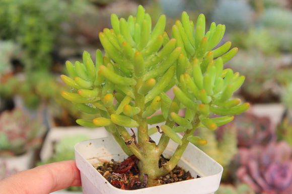 八千代和乙女心的區(qū)別？八千代怎么養(yǎng)殖？【圖】