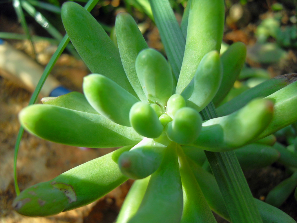 八千代和乙女心的區(qū)別？八千代怎么養(yǎng)殖？【圖】