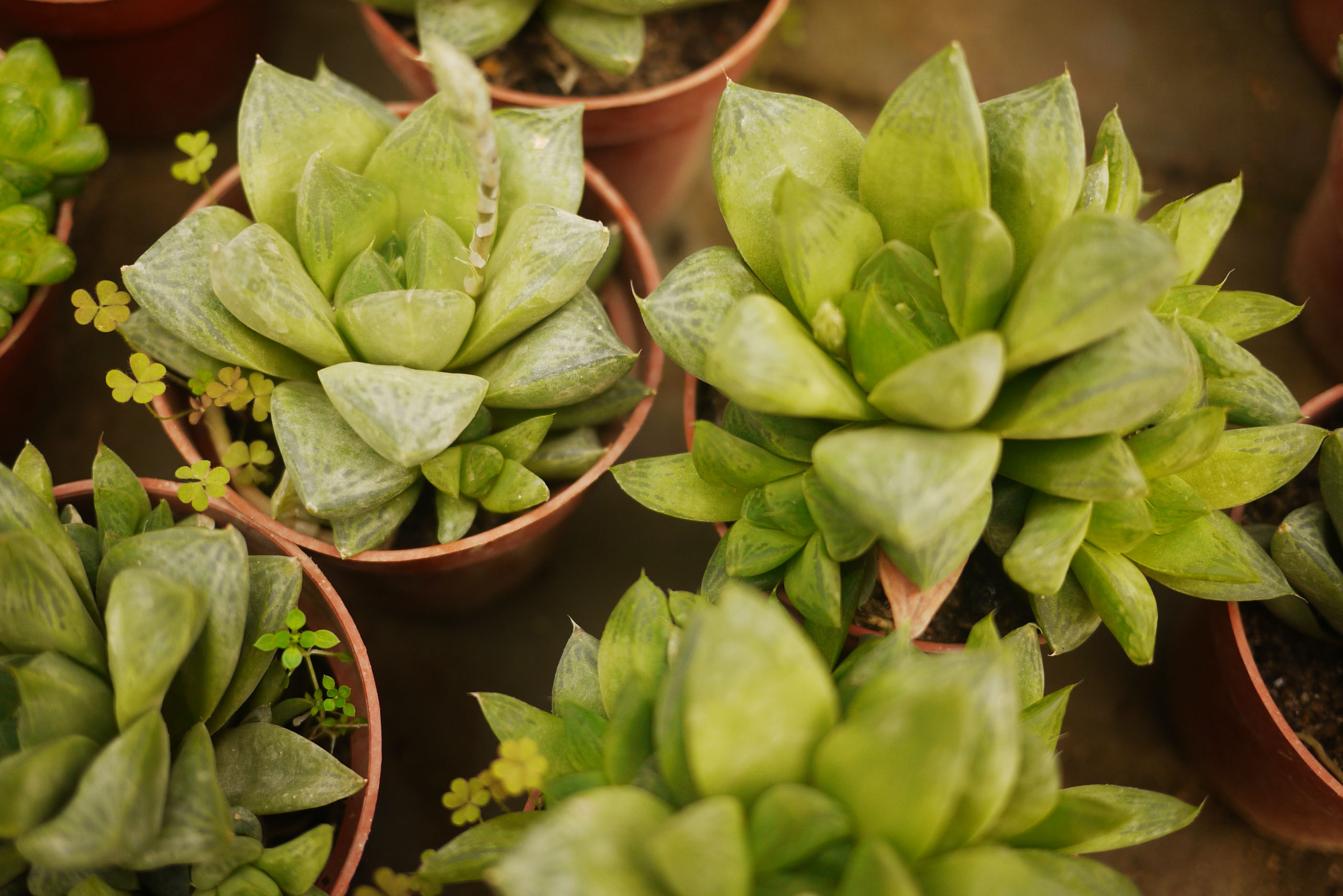 多肉寶草玉露哪個(gè)好？寶草和玉露的區(qū)別？【圖】