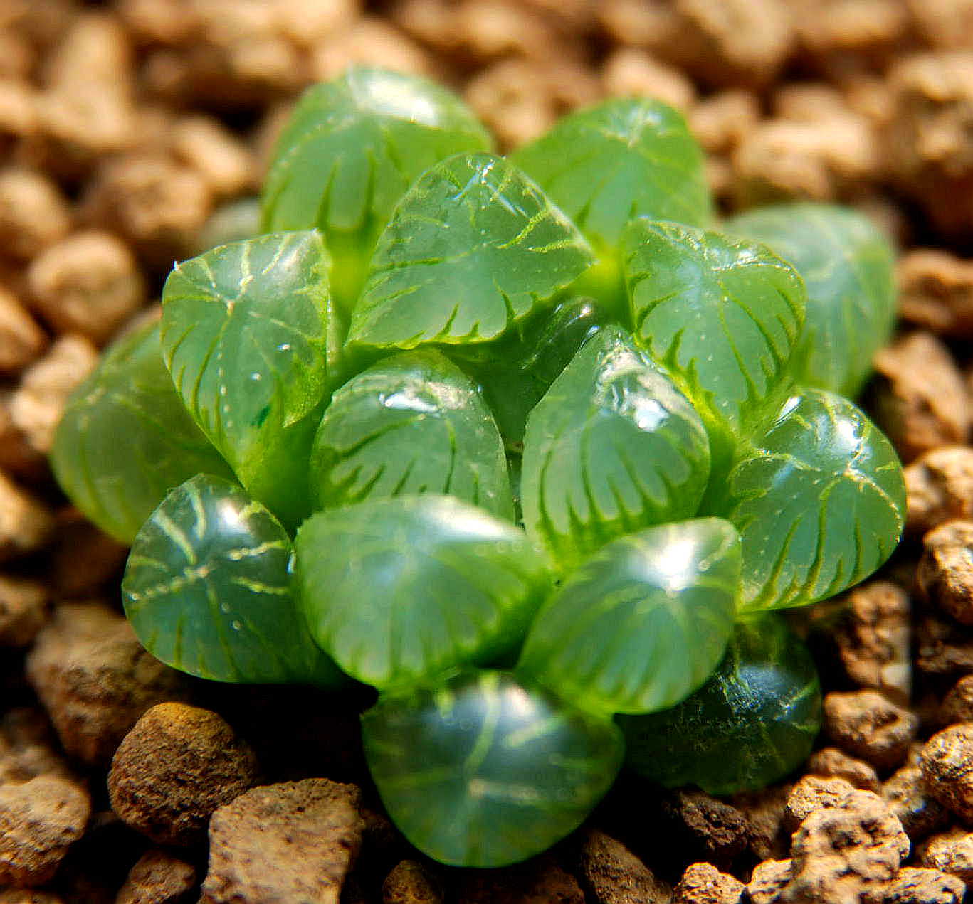 多肉寶草玉露哪個(gè)好？寶草和玉露的區(qū)別？【圖】