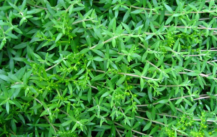 垂盆草的功效與作用？垂盆草怎么養(yǎng)？【圖】