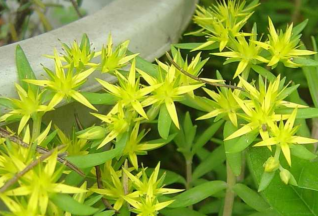 垂盆草的功效與作用？垂盆草怎么養(yǎng)？【圖】