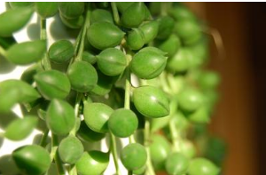 珍珠吊蘭的養(yǎng)殖方法和注意事項【圖】