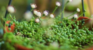 珍珠吊蘭的養(yǎng)殖方法和注意事項【圖】