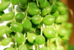 珍珠吊蘭的養(yǎng)殖方法和注意事項【圖】