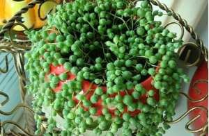 珍珠吊蘭的養(yǎng)殖方法和注意事項【圖】