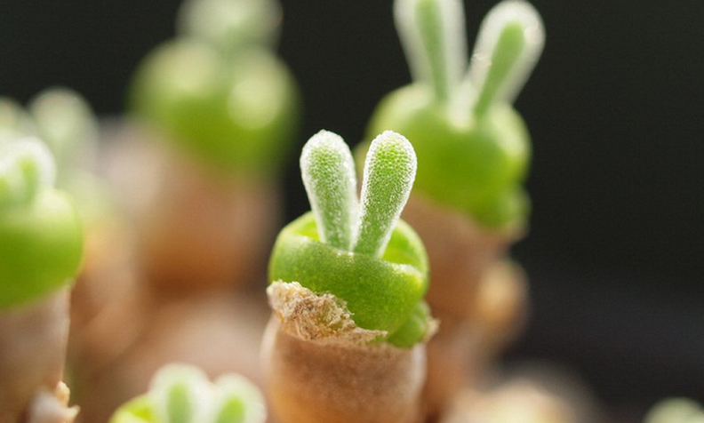 碧光環(huán)有什么功效?碧光環(huán)怎么養(yǎng)?【圖】