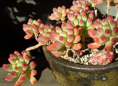 乙女心的養(yǎng)殖方法？半球乙女心的夏季養(yǎng)殖注意【圖】