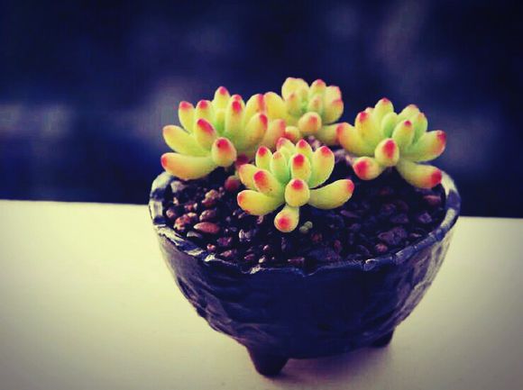 乙女心的養(yǎng)殖方法？半球乙女心的夏季養(yǎng)殖注意【圖】