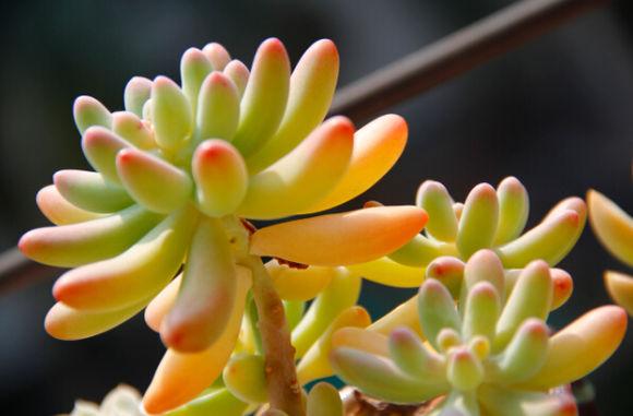 乙女心的養(yǎng)殖方法？半球乙女心的夏季養(yǎng)殖注意【圖】