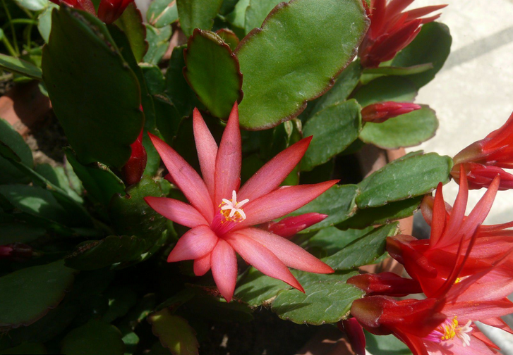 假曇花的養(yǎng)殖方法？假曇花什么時(shí)候開花？【圖】