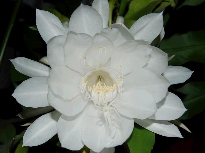 假曇花的養(yǎng)殖方法？假曇花什么時(shí)候開花？【圖】