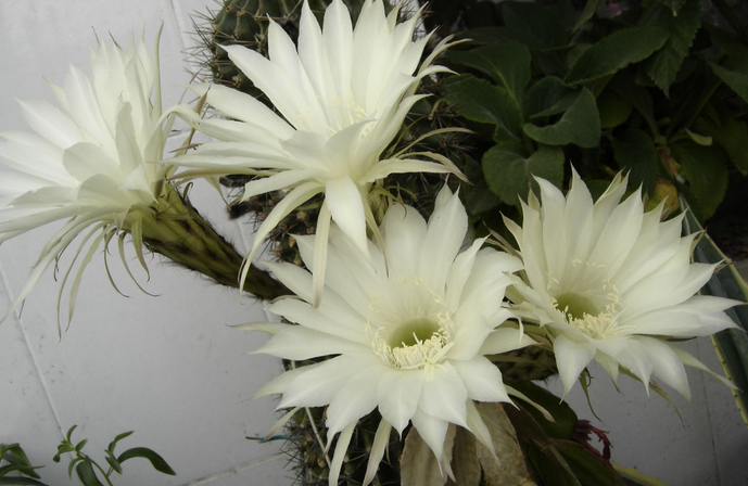 假曇花的養(yǎng)殖方法？假曇花什么時(shí)候開花？【圖】