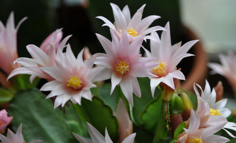 假曇花的養(yǎng)殖方法？假曇花什么時(shí)候開花？【圖】