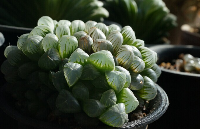 姬玉露怎么養(yǎng)？姬玉露剛種上能澆水么？【圖】