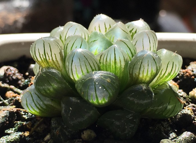 姬玉露怎么養(yǎng)？姬玉露剛種上能澆水么？【圖】