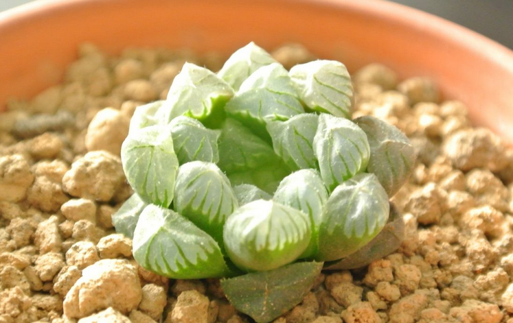 姬玉露怎么養(yǎng)？姬玉露剛種上能澆水么？【圖】