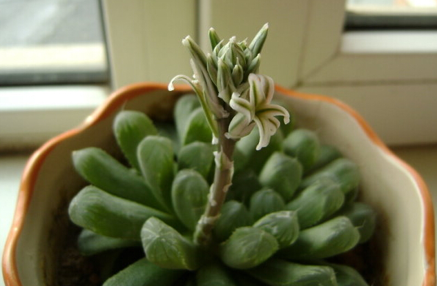 姬玉露怎么養(yǎng)？姬玉露剛種上能澆水么？【圖】