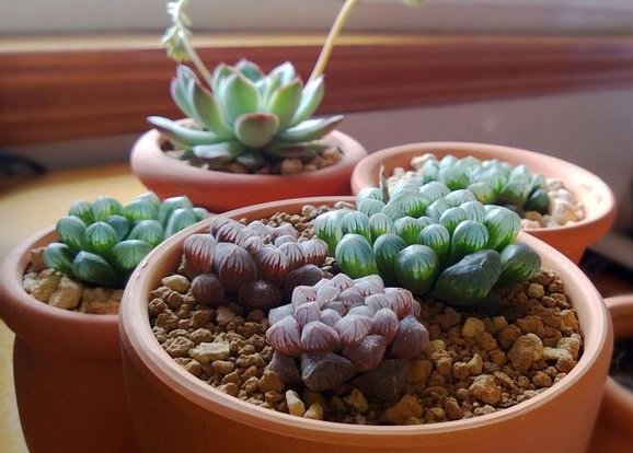 姬玉露怎么養(yǎng)？姬玉露剛種上能澆水么？【圖】