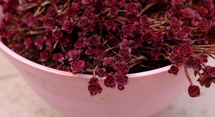 小球玫瑰怎么爆盆？小球玫瑰怎么養(yǎng)？【圖】