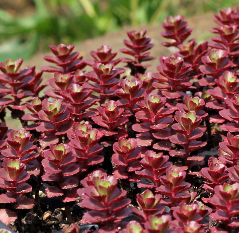 小球玫瑰怎么爆盆？小球玫瑰怎么養(yǎng)？【圖】