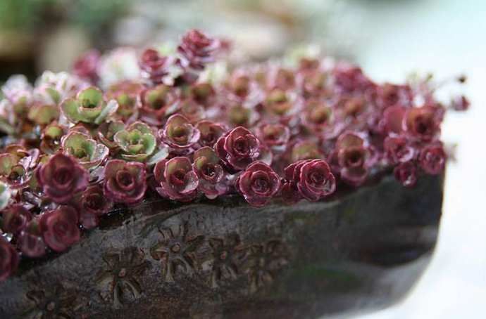 小球玫瑰怎么爆盆？小球玫瑰怎么養(yǎng)？【圖】