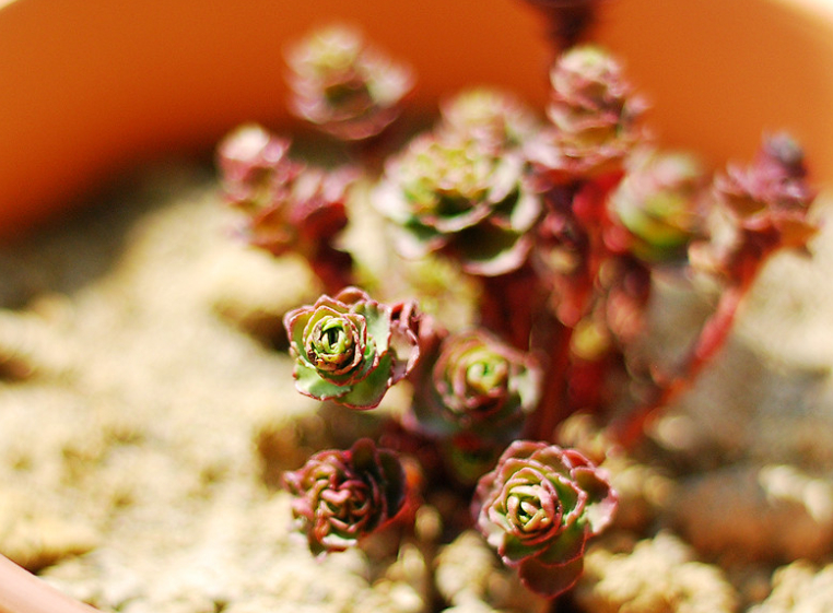 小球玫瑰怎么爆盆？小球玫瑰怎么養(yǎng)？【圖】