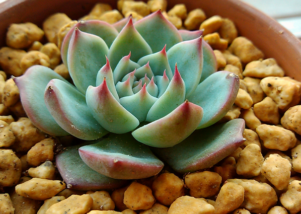 吉娃蓮的養(yǎng)殖方法？ 吉娃蓮葉子變軟？【圖】