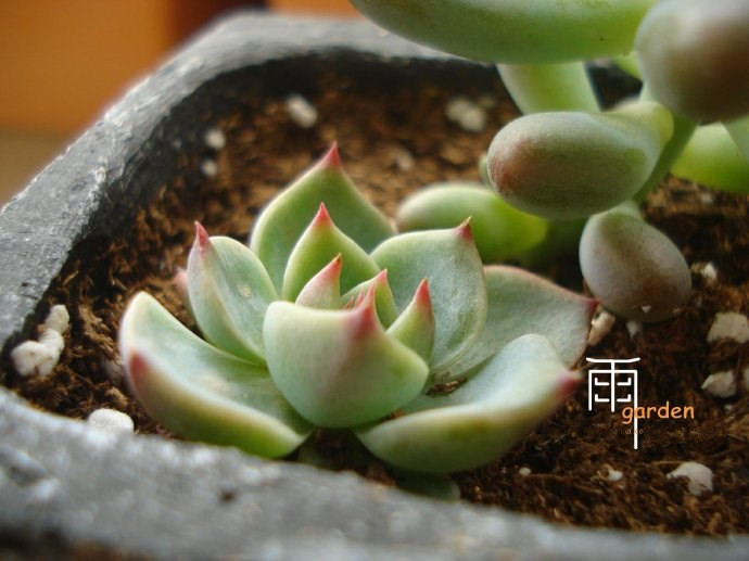 吉娃蓮的養(yǎng)殖方法？ 吉娃蓮葉子變軟？【圖】