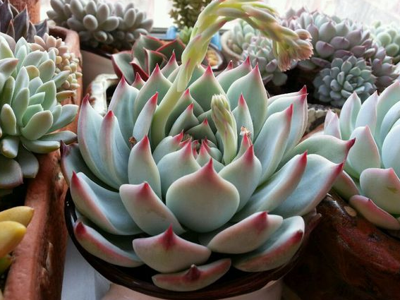 吉娃蓮的養(yǎng)殖方法？ 吉娃蓮葉子變軟？【圖】