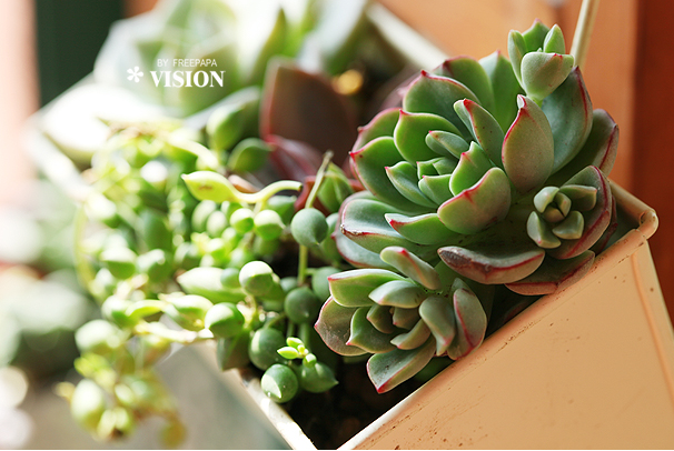 吉娃蓮的養(yǎng)殖方法？ 吉娃蓮葉子變軟？【圖】