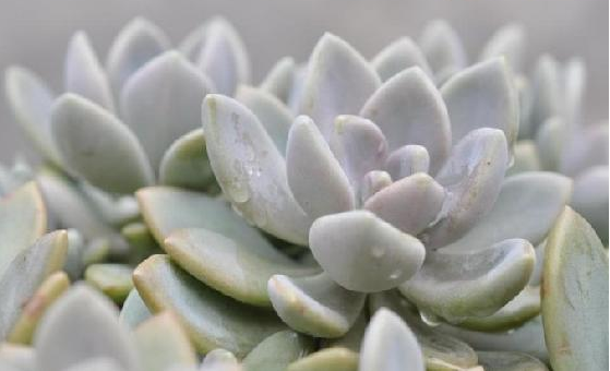 冬美人怎么養(yǎng)?冬美人什么季節(jié)砍頭好?【圖】