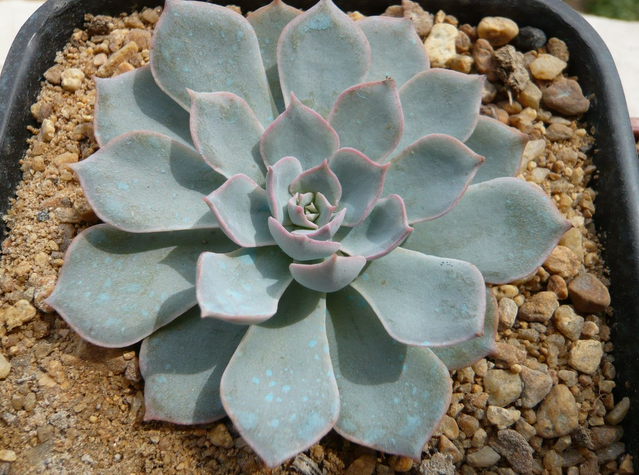 藍(lán)石蓮怎么養(yǎng)?藍(lán)石蓮怎么繁殖?【圖】