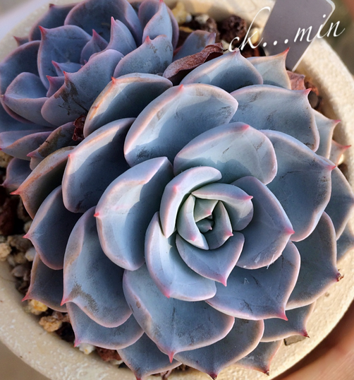 藍(lán)石蓮怎么養(yǎng)?藍(lán)石蓮怎么繁殖?【圖】